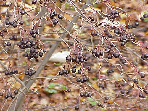 Purple chokeberry: Species : Aronia prunifolia Family : Rosaceae Image No. 2
