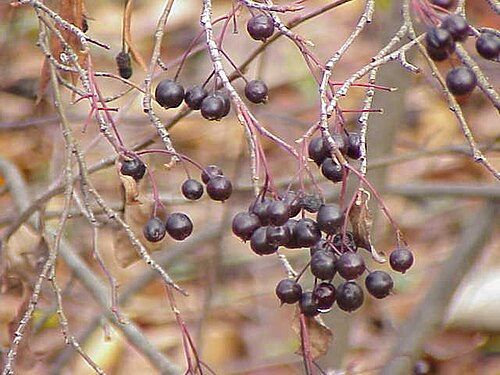 Purple chokeberry: Species : Aronia prunifolia Family : Rosaceae Image No. 1