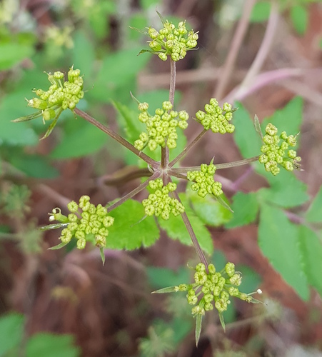 Arracacia aegopodioides (Arracacia aegopodioides)