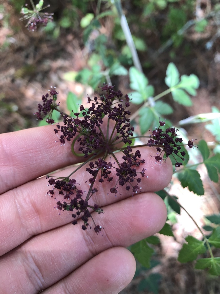 Arracacia bracteata (Arracacia bracteata)