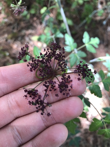 Arracacia bracteata (Arracacia bracteata)
