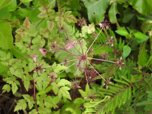 Arracacia bracteata (Arracacia bracteata)