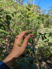 Arracacia brandegeei (Arracacia brandegeei)
