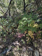 Arracacia brandegeei (Arracacia brandegeei)