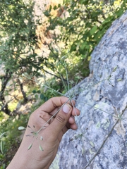 Arracacia brandegeei (Arracacia brandegeei)