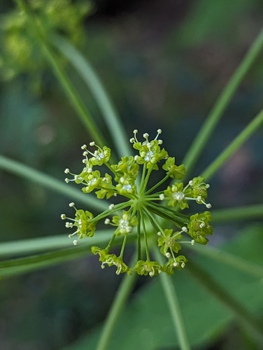 Arracacia brandegeei (Arracacia brandegeei)