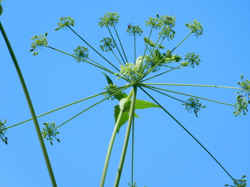 Arracacia brandegeei (Arracacia brandegeei)