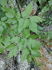 Arracacia brandegeei (Arracacia brandegeei)
