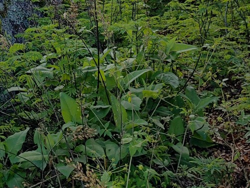 Arracacia brandegeei (Arracacia brandegeei)