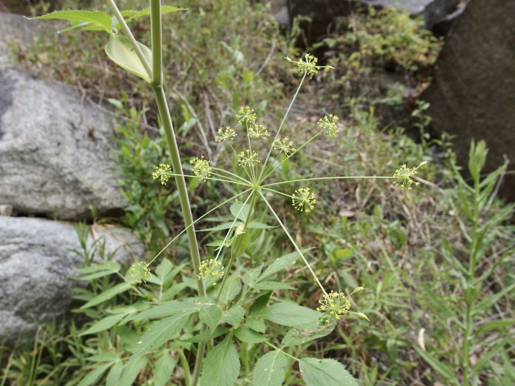 Arracacia brandegeei (Arracacia brandegeei)