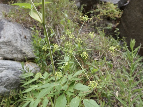 Arracacia brandegeei (Arracacia brandegeei)