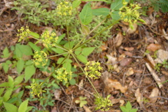Arracacia brandegeei (Arracacia brandegeei)