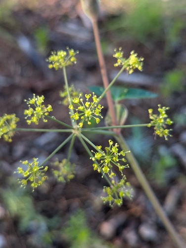 Arracacia brandegeei (Arracacia brandegeei)