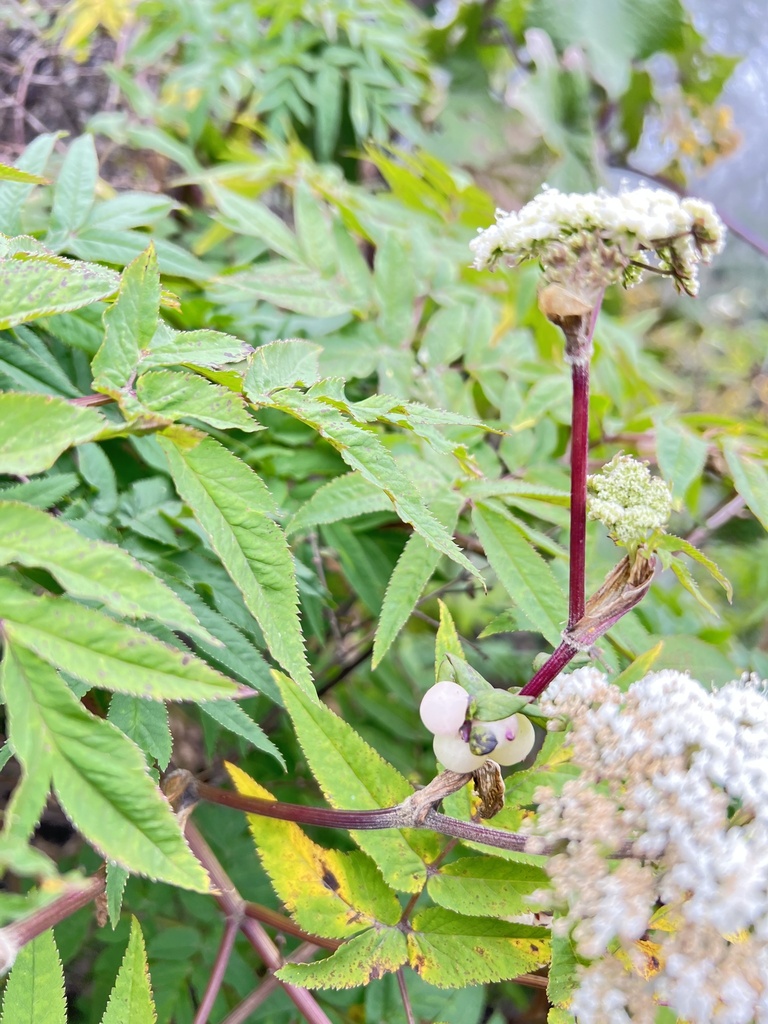 Arracacia donnell-smithii (Arracacia donnell-smithii)