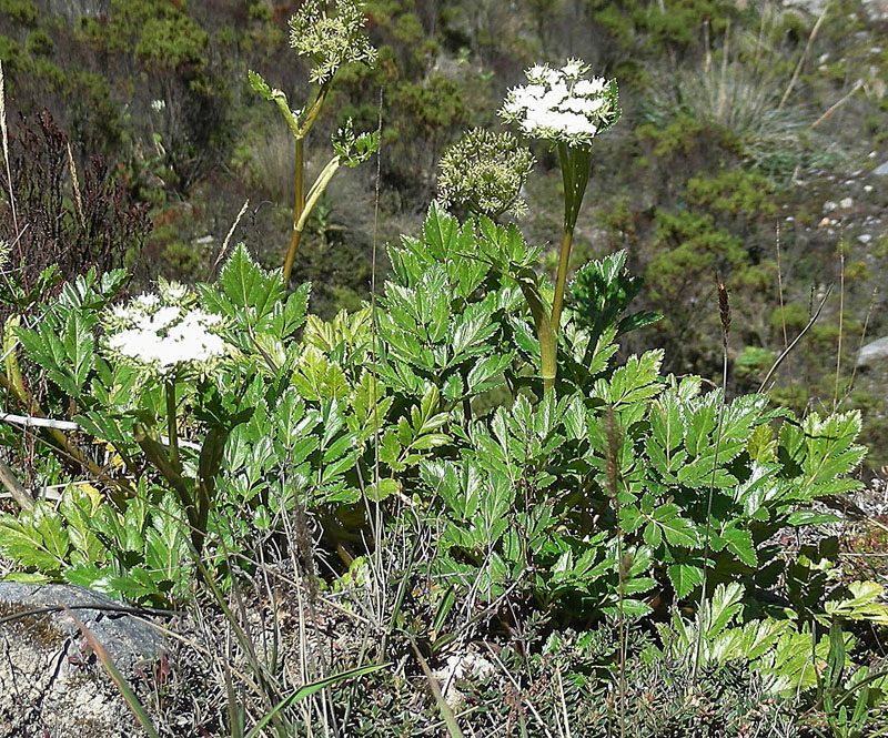 Arracacia elata: Also known as Zanahoria del Monte in its range in the high mountains from Colombia to Peru. Photo from Los Nevados Park, Colombia. In context at www.dixpix.ca/m