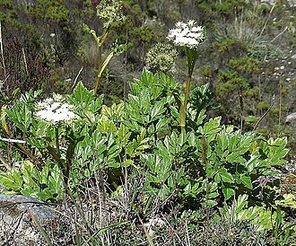Arracacia elata: Also known as Zanahoria del Monte in its range in the high mountains from Colombia to Peru. Photo from Los Nevados Park, Colombia. In context at www.dixpix.ca/m