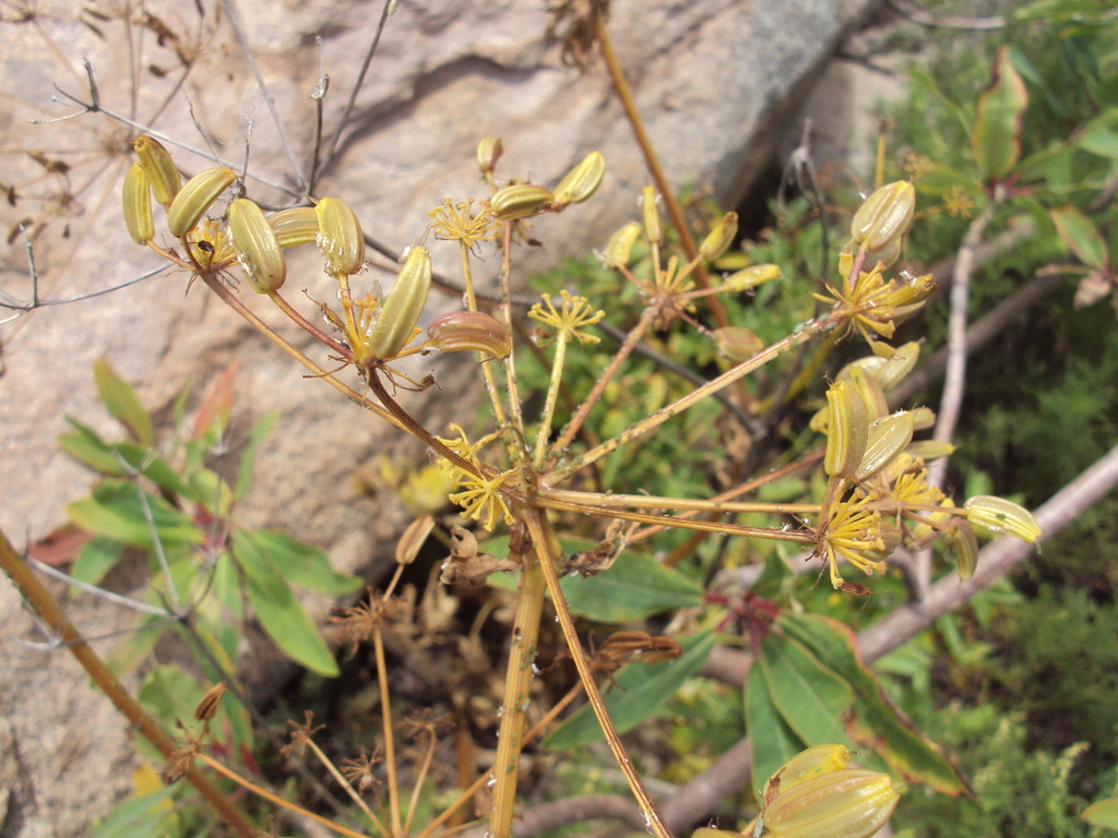 Arracacia peruviana (Arracacia peruviana)