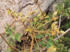Arracacia peruviana (Arracacia peruviana)