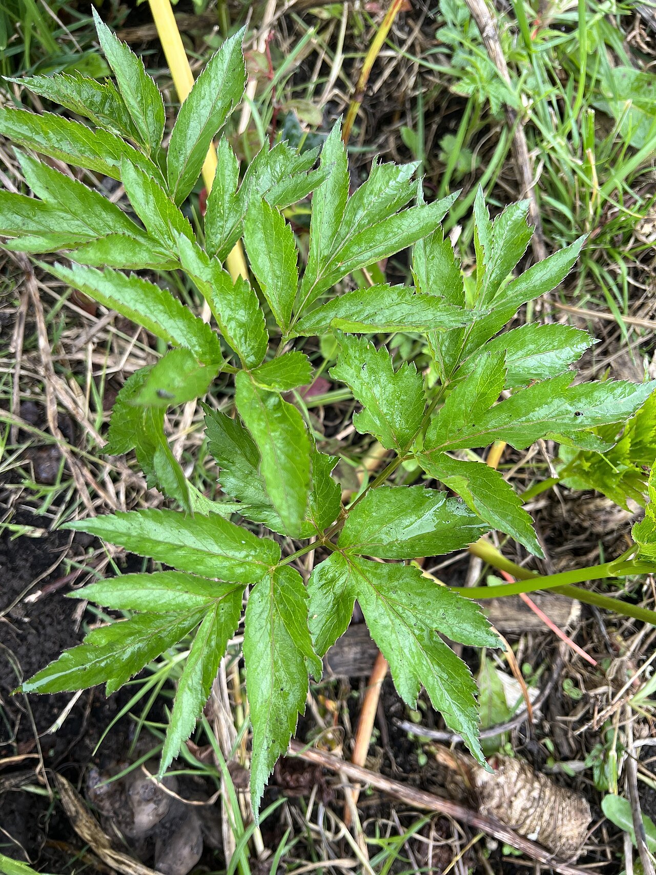 Arracacha: Arracacia xanthorrhiza in Colombia