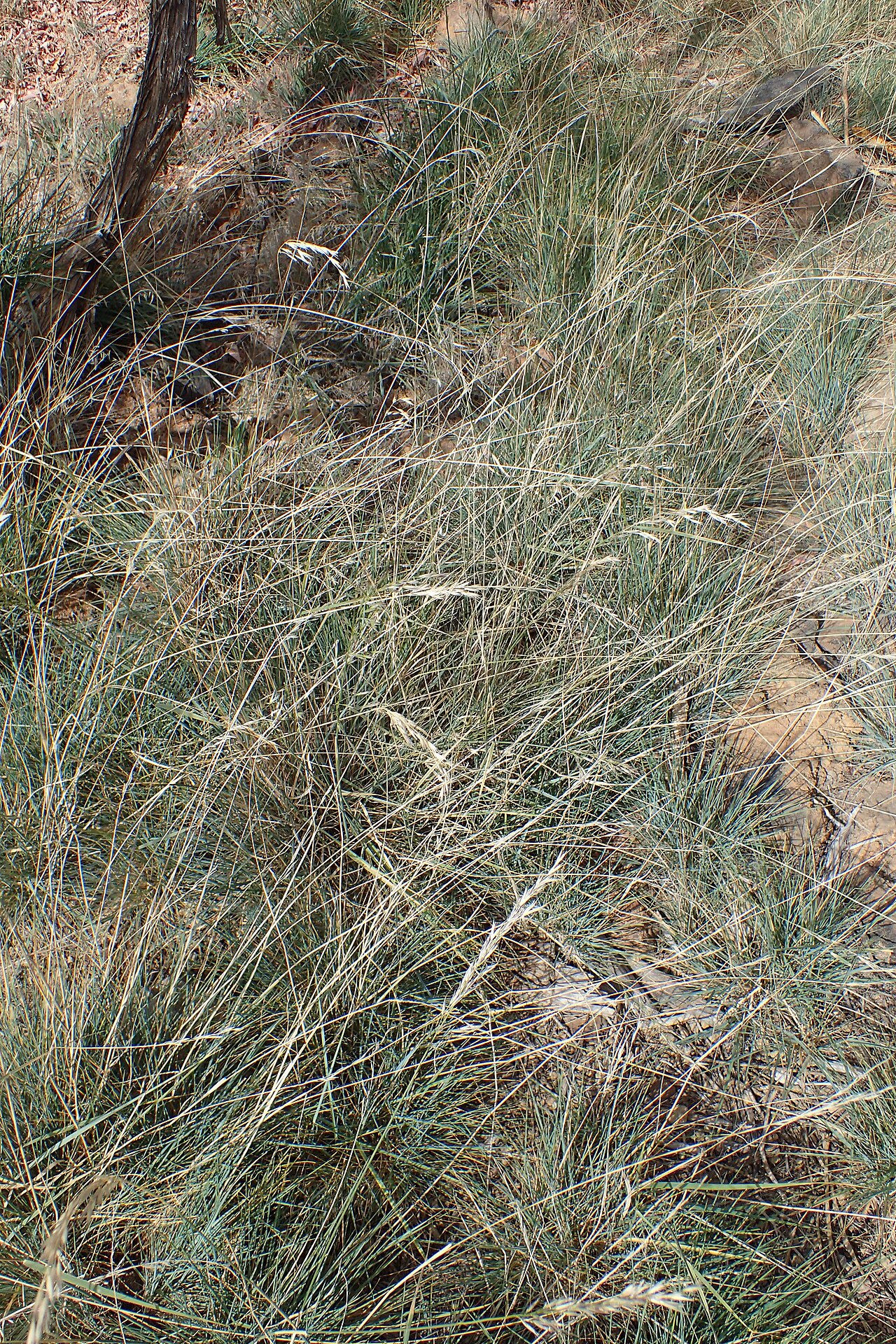 Arrhenatherum calderae: Arrhenatherum calderae in Los Canadas del Teide, Tenerife