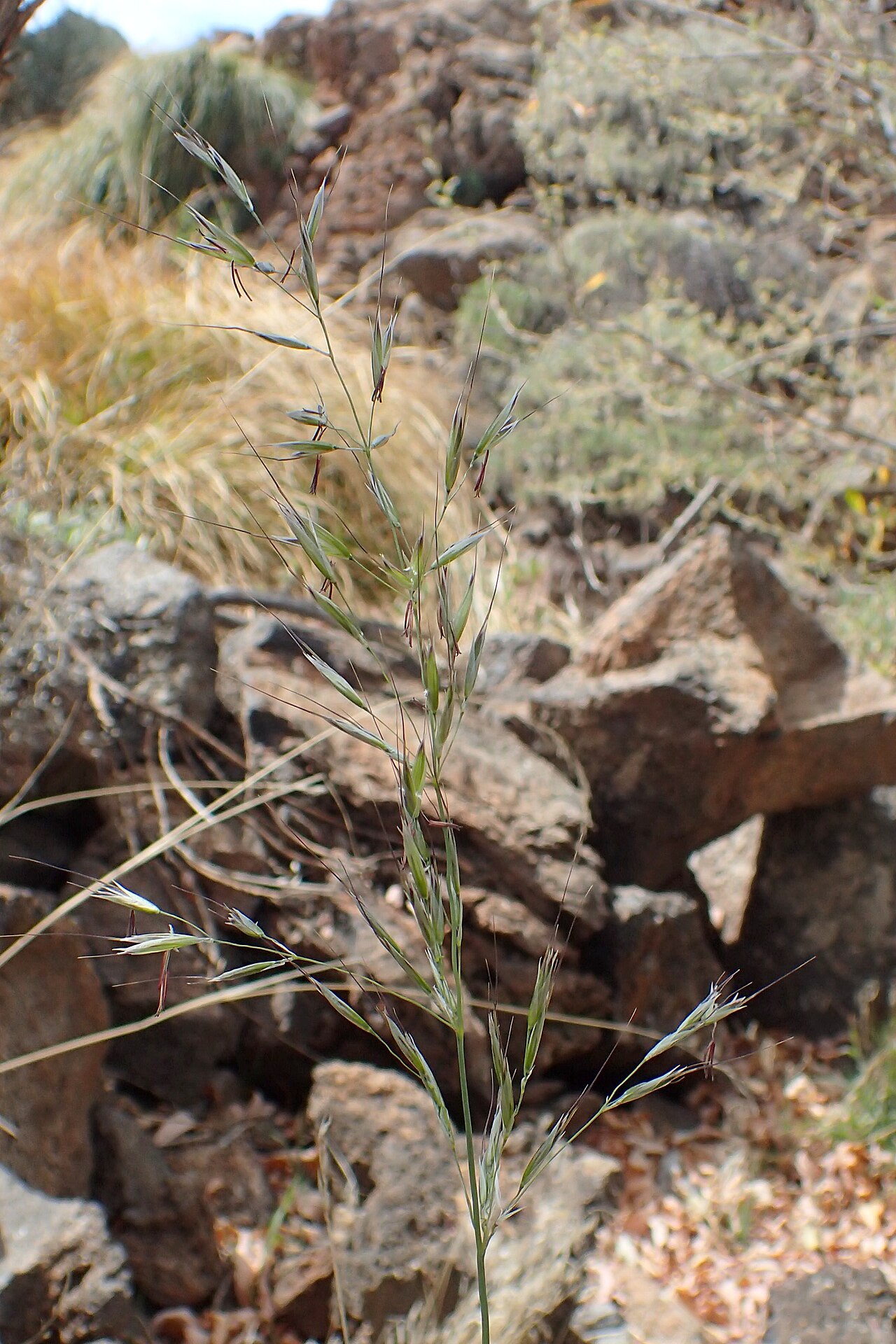 Arrhenatherum calderae: Arrhenatherum calderae in Los Canadas del Teide, Tenerife