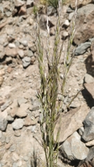 Arrhenatherum calderae (Arrhenatherum calderae)