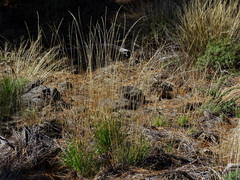 Arrhenatherum calderae (Arrhenatherum calderae)