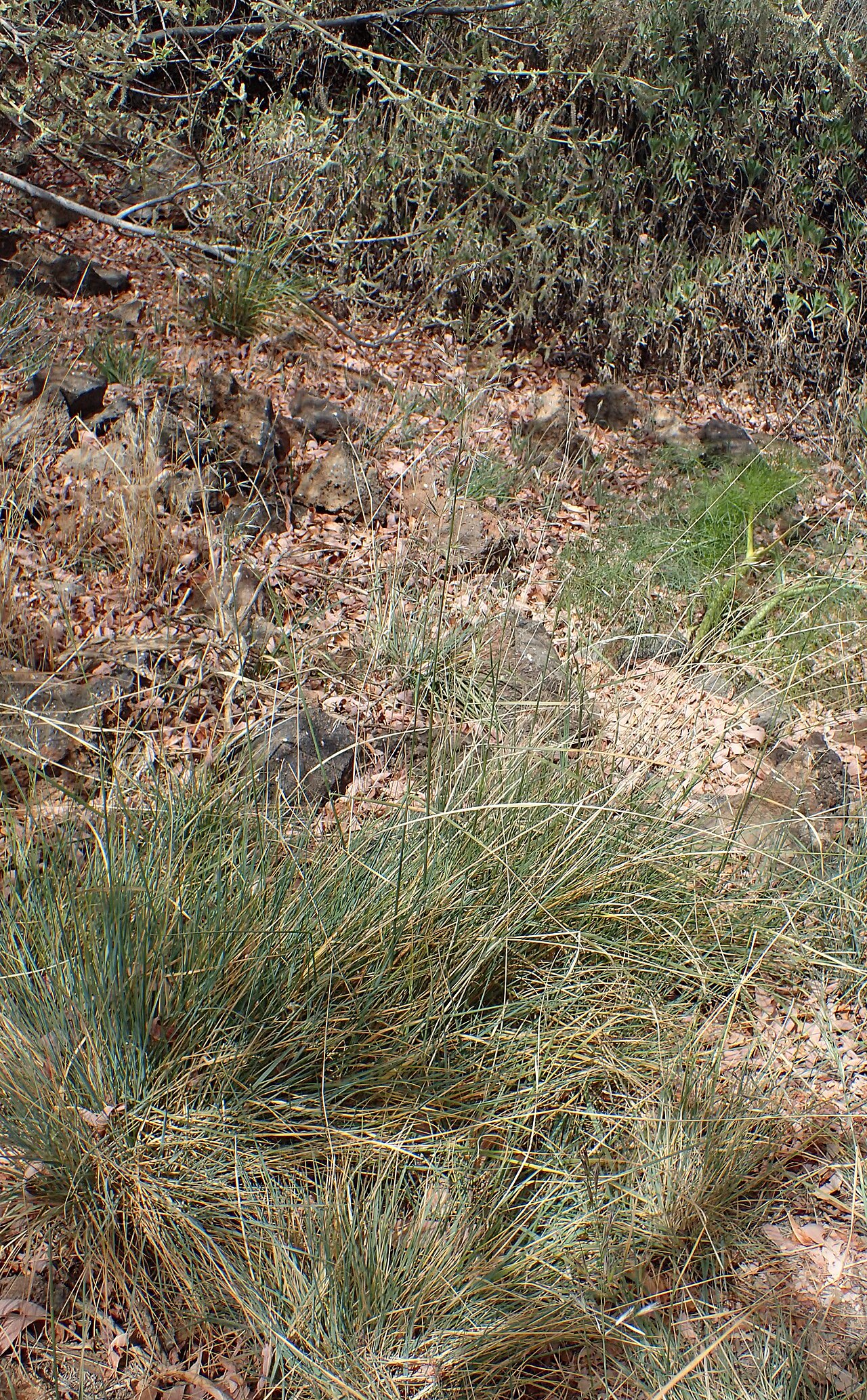 Arrhenatherum calderae: Arrhenatherum calderae in Los Canadas del Teide, Tenerife