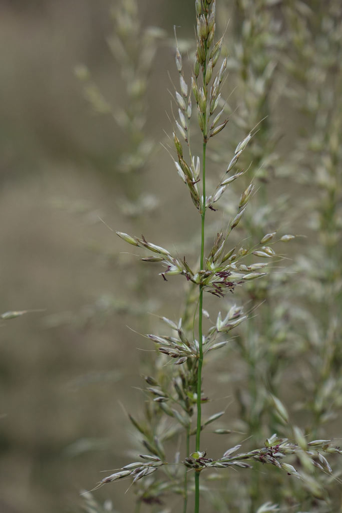 False oat-grass (Arrhenatherum elatius)