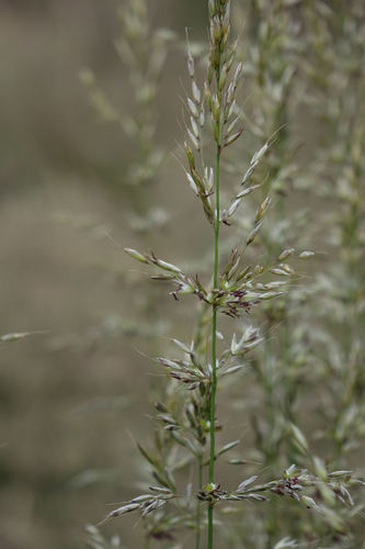 False oat-grass
