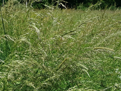 False oat-grass (Arrhenatherum elatius)