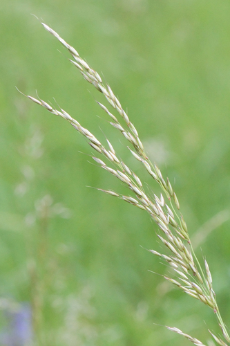 False oat-grass (Arrhenatherum elatius)