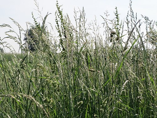 False oat-grass: Gewöhnlicher Glatthafer ( Arrhenatherum elatius ) bei Hockenheim