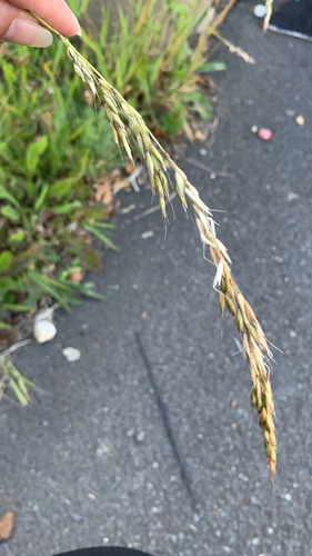 False oat-grass (Arrhenatherum elatius)