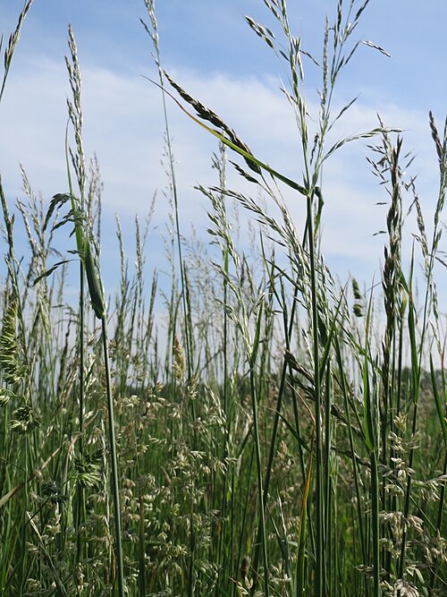 False oat-grass: Gewöhnlicher Glatthafer ( Arrhenatherum elatius ) bei Hockenheim