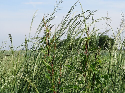 False oat-grass: Gewöhnlicher Glatthafer ( Arrhenatherum elatius ) bei Hockenheim