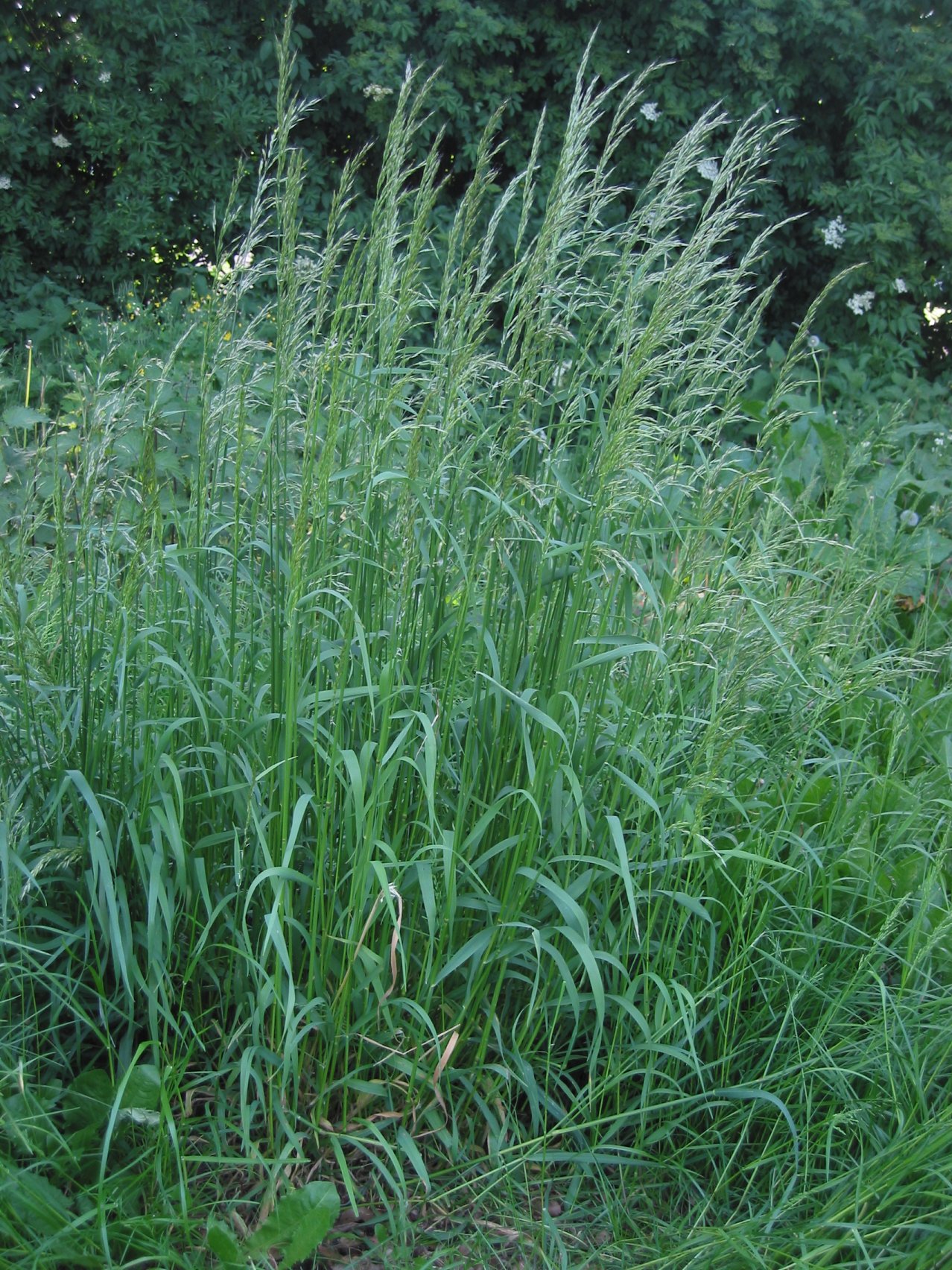 False oat-grass: (nl:Glanshaver) plant Arrhenatherum elatius;