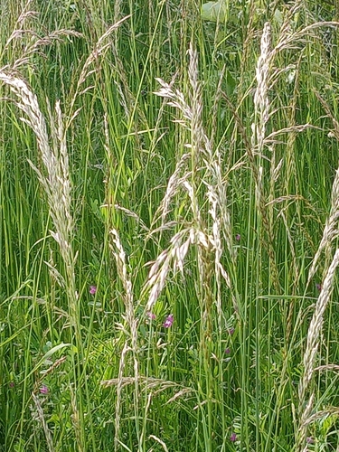False oat-grass (Arrhenatherum elatius)