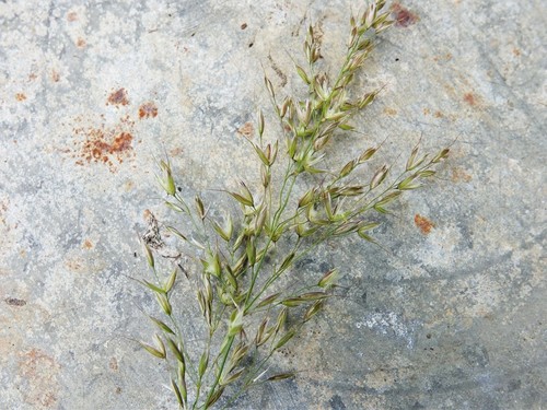 False oat-grass (Arrhenatherum elatius)