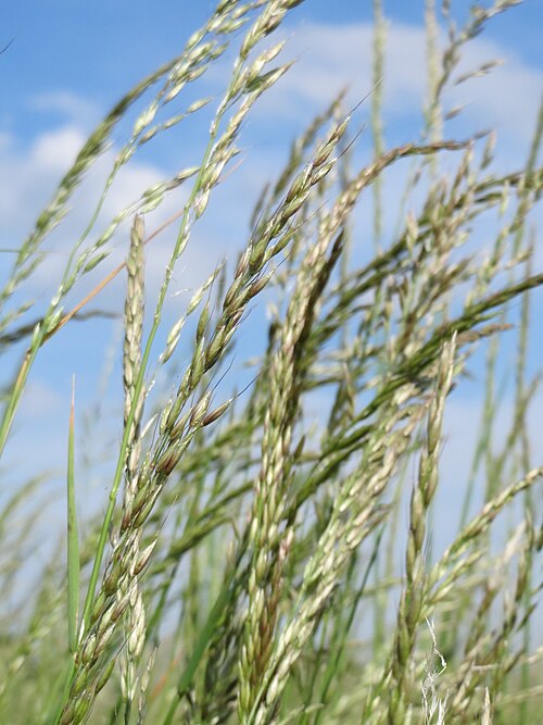 False oat-grass: Gewöhnlicher Glatthafer ( Arrhenatherum elatius ) bei Hockenheim