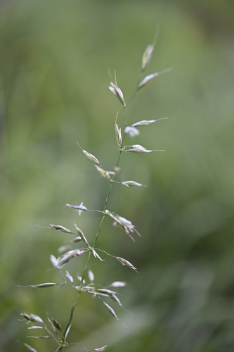 False oat-grass (Arrhenatherum elatius)