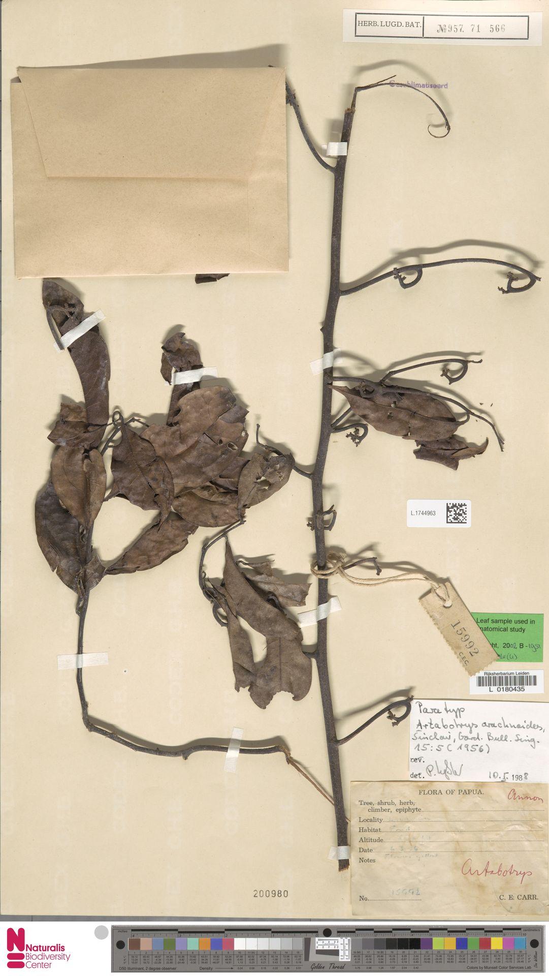 Artabotrys arachnoides: Artabotrys arachnoides J.Sinclair (type of) - Artabotrys arachnoides J.Sinclair