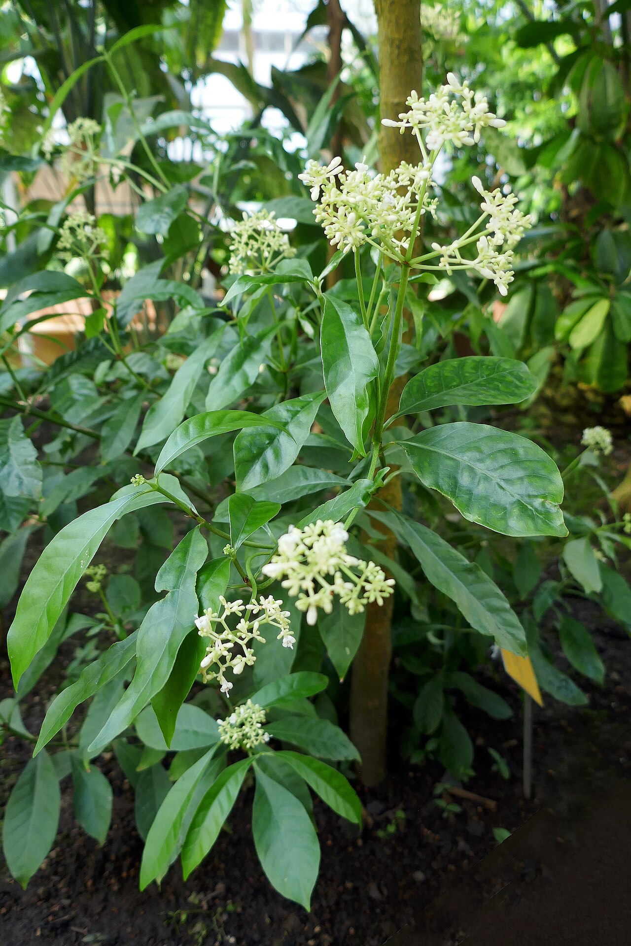 Artabotrys aurantiacus: Artabotrys aurantiacus Engl. & Diels Afrique tropicale centrale. Jardin botanique Meise