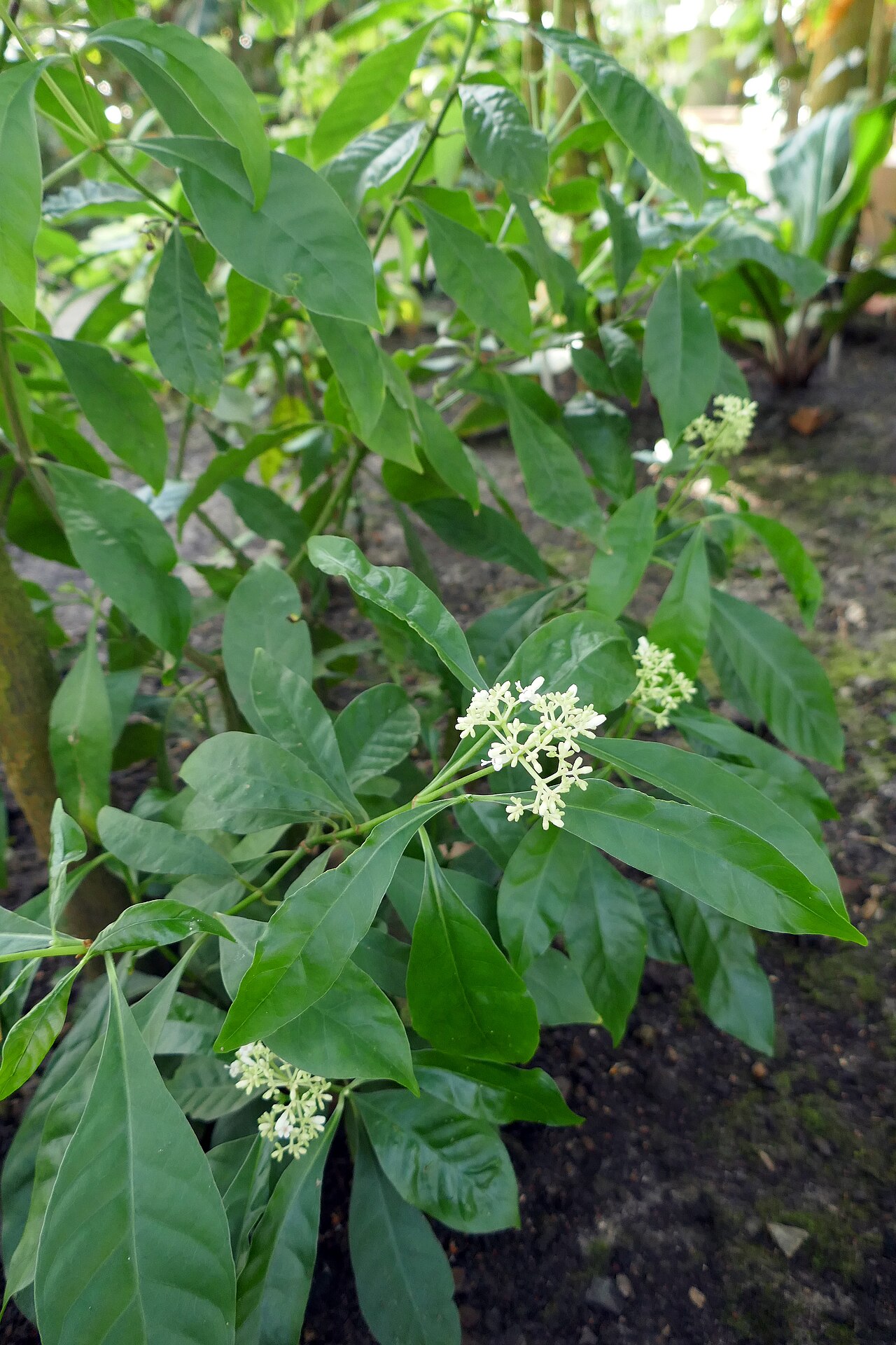 Artabotrys aurantiacus: Artabotrys aurantiacus Engl. & Diels Afrique tropicale centrale. Jardin botanique Meise