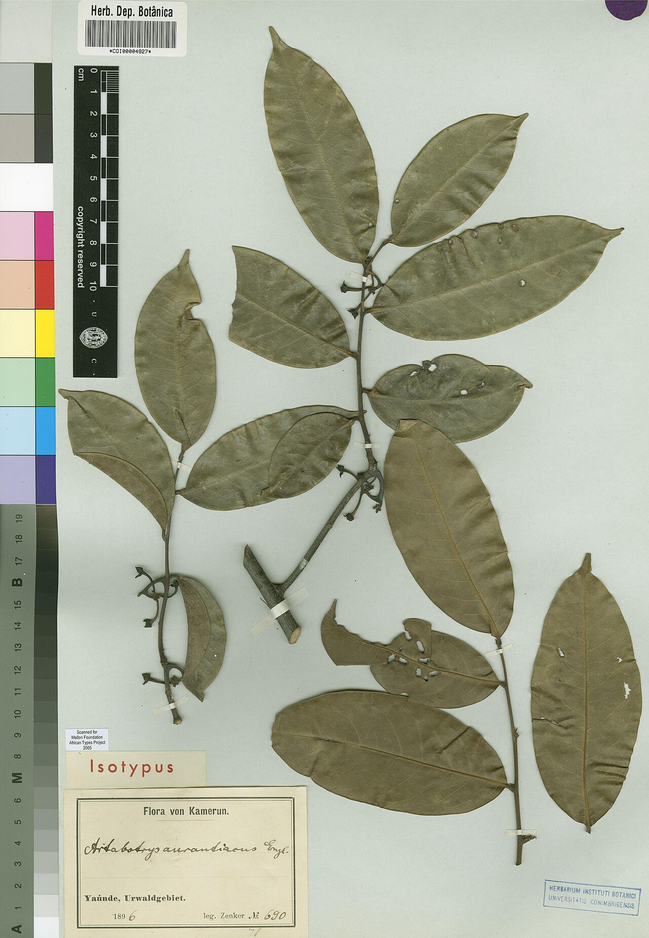 Artabotrys aurantiacus: Photograph of Isotype of Artabotrys aurantiacus at Herbarium of the University of Coimbra, Portugal (COI). Specimen COI00004927. http://coicatalogue.uc.pt/speci