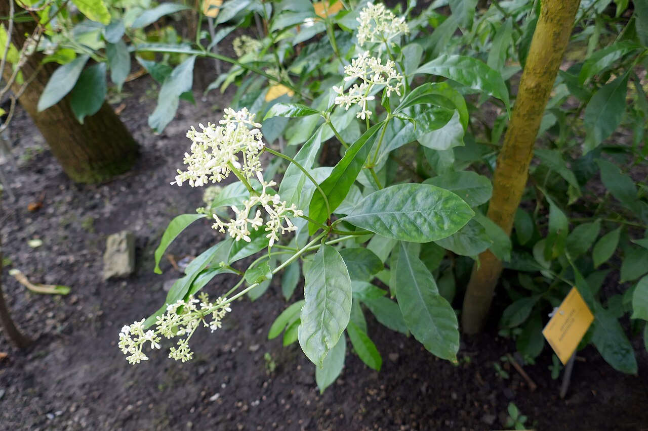 Artabotrys aurantiacus: Artabotrys aurantiacus Engl. & Diels Afrique tropicale centrale. Jardin botanique Meise
