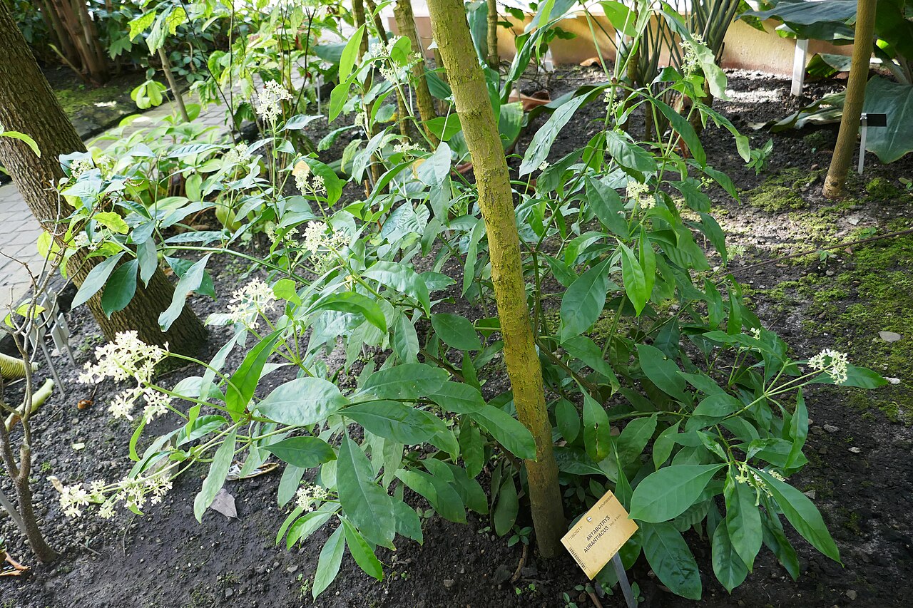 Artabotrys aurantiacus: Artabotrys aurantiacus Engl. & Diels Afrique tropicale centrale. Jardin botanique Meise