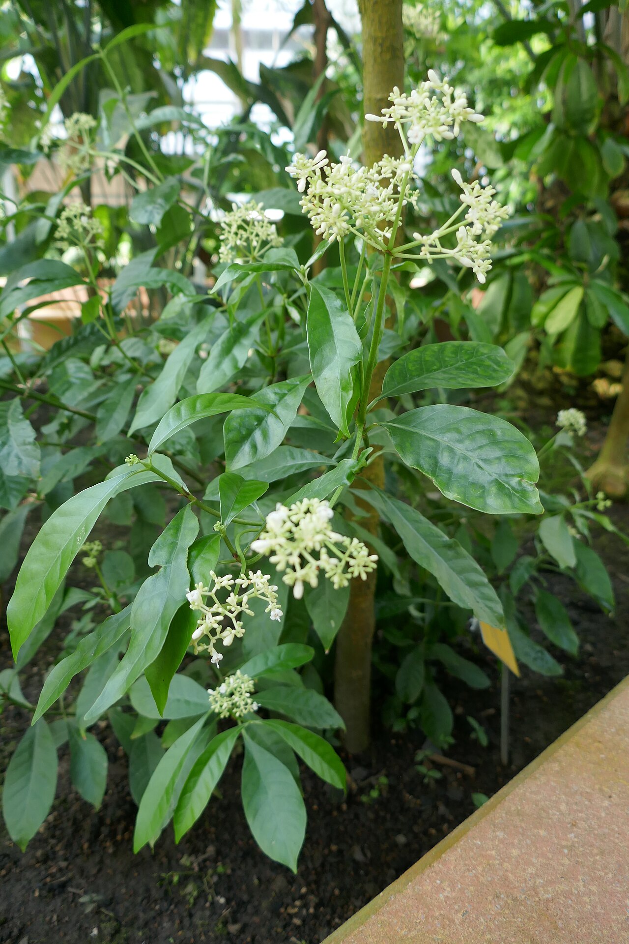 Artabotrys aurantiacus: Artabotrys aurantiacus Engl. & Diels Afrique tropicale centrale. Jardin botanique Meise