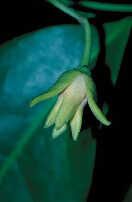 Artabotrys carnosipetalus: Artabotrys carnosipetalus