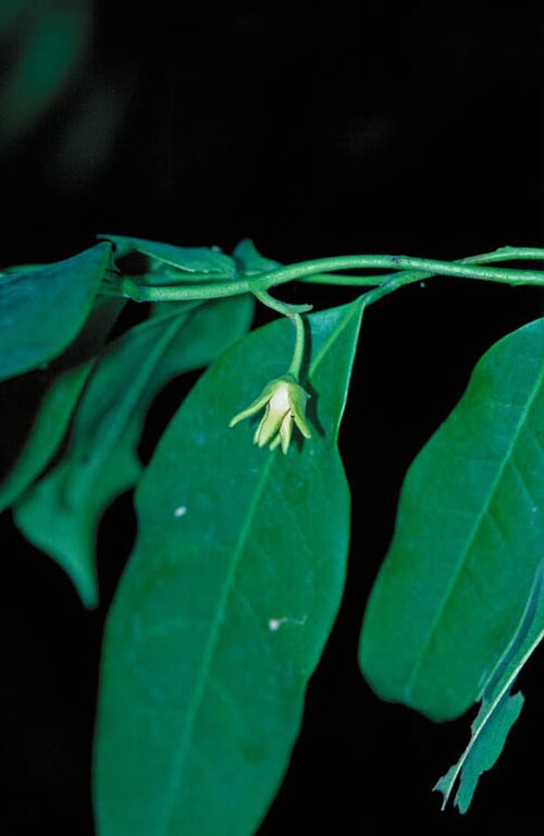 Artabotrys carnosipetalus: Artabotrys carnosipetalus